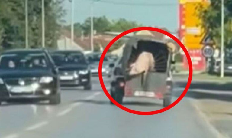 Nur in Bosnien: Schwein flüchtet mit Salto aus fahrendem Anhänger (VIDEO)
