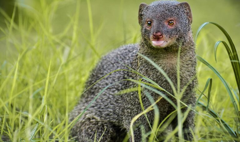 Invasion der Mini-Raubtiere: Kroatiens Urlaubsinsel im Griff der Mungos