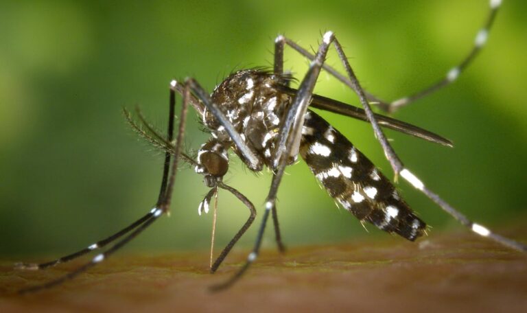 364 Infizierte: Gefährlicher Tropenvirus erreicht Österreichs Urlaubsziel