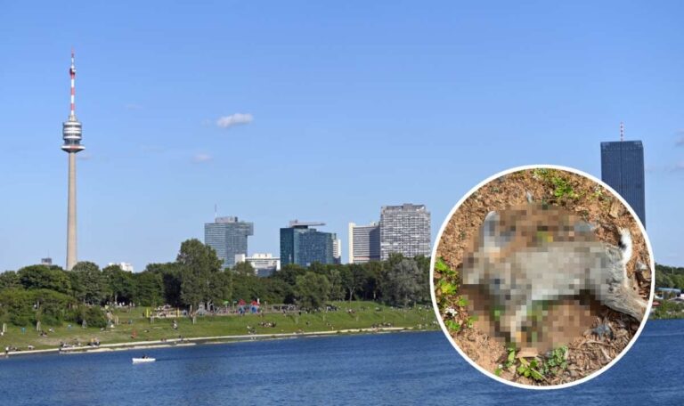 Tödliche Seuche auf der Donauinsel bedroht Wiener Haustiere – 100 Kaninchen bereits verendet