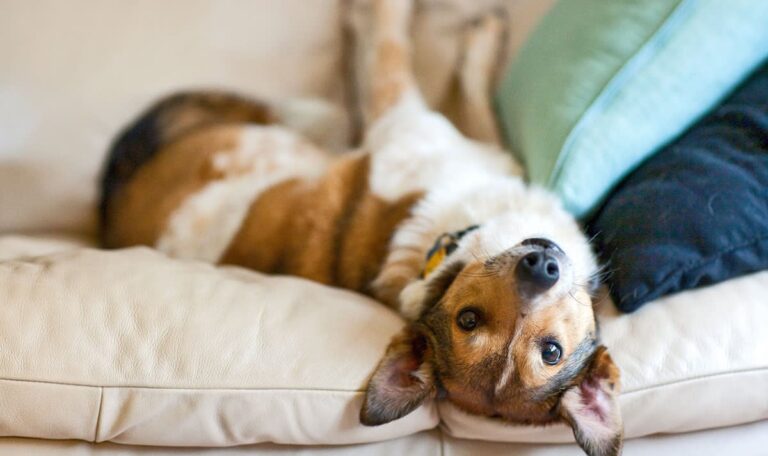 Couch-Debatte gelöst: Hundeexperte verrät, wann Vierbeiner aufs Sofa dürfen