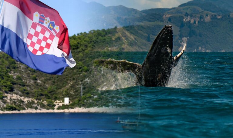 Vor Kroatiens Küste: Riesiger Wal überrascht Badegäste