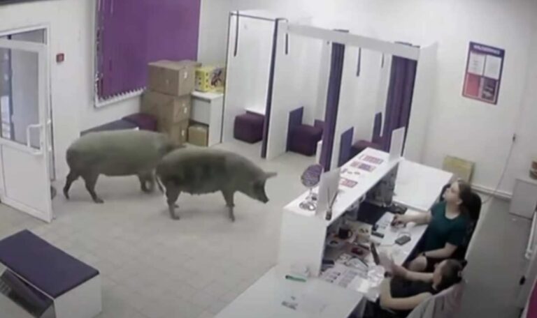Rüssel statt Botox: Wildschweine inspizieren Beauty-Klinik (VIDEO)