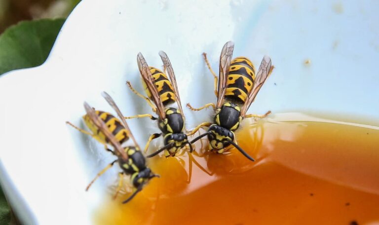 Wespen-Alarm: Diese Hausmittel schlagen sie in die Flucht