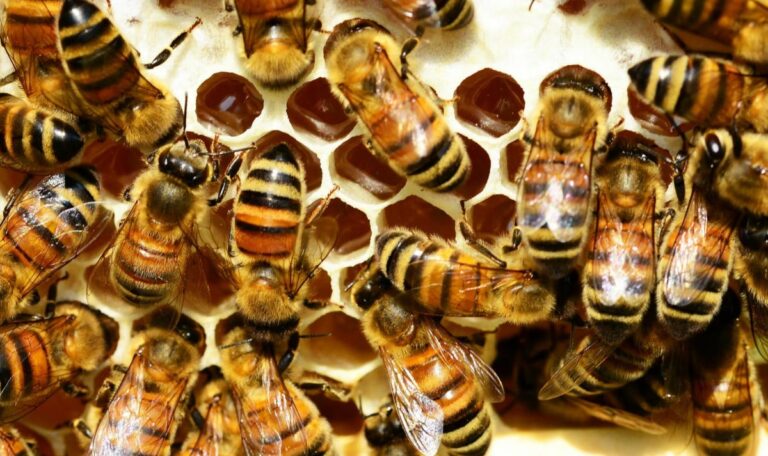 Natur-Sensation: Wie Bienengift Krebszellen durchlöchert und abtötet