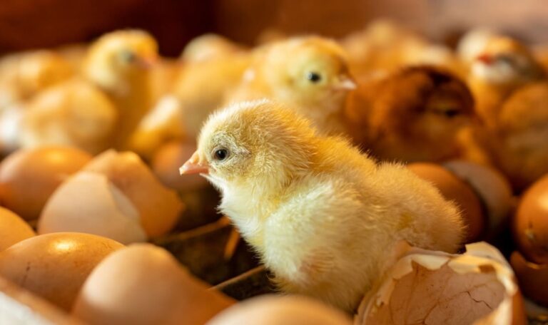 Dachte, ich halluziniere“: 70 Küken schlüpfen aus gekauften Eiern