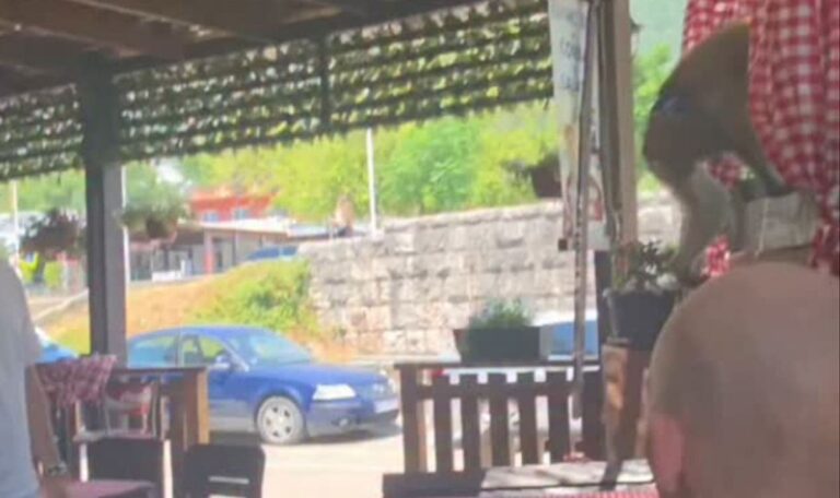Montenegro: Affe stürmt Restaurant und löst Massenpanik aus