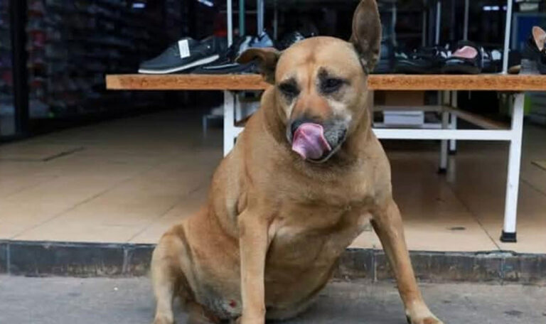 Dicker Straßenhund erobert Google und wird zum Tourismus-Magneten