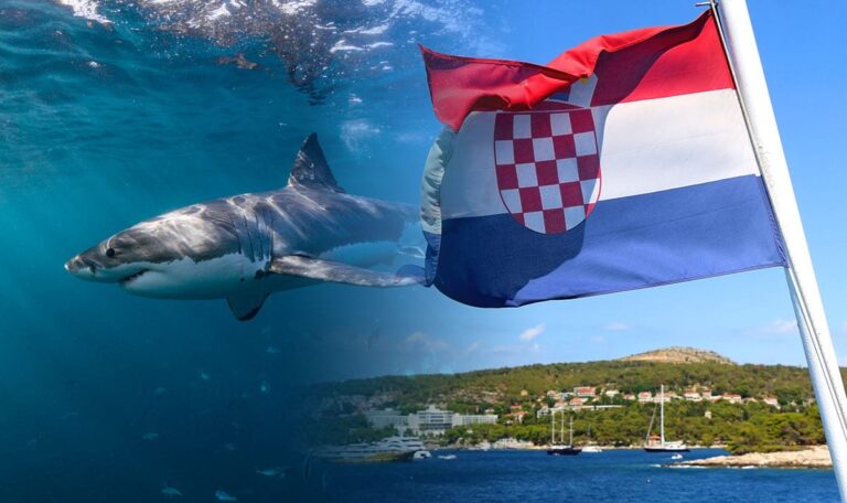 Warmes Wasser lockt Raubfische an: Hai-Alarm in Kroatien