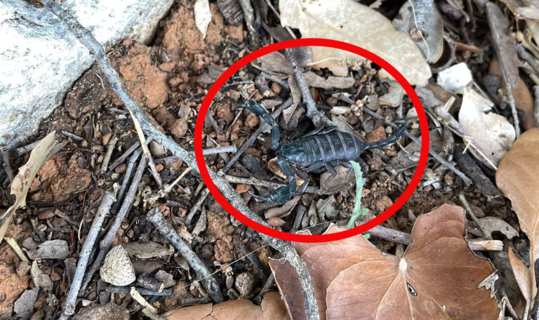Urlauberin geschockt: Skorpion reist heimlich aus Kroatien im Gepäck mit (VIDEO)