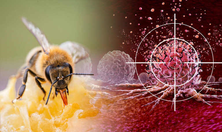 Studie: Bienengift tötet Krebszellen in nur 30 Minuten