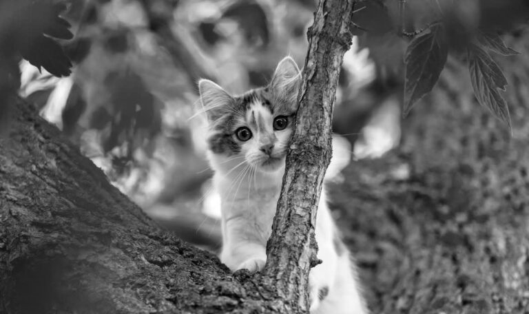 Geköpfte Katze am Waldrand: Polizei jagt skrupellosen Tierquäler
