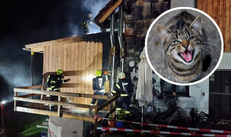 Miauende Heldin: Katze verhindert Feuer-Drama und rettet Familie (FOTOS)