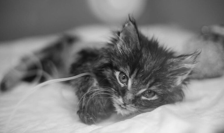 Mutmaßlicher Tierquäler soll Katzenbabys in Schraubgläser gesteckt haben