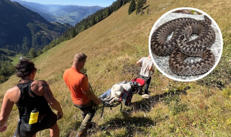 Kreuzotterbiss lässt Hund um Luft ringen – Bergretter tragen ihn ins Tal