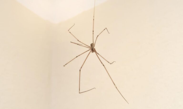 Warum man Spinnen nicht mit dem Staubsauger einsaugen sollte