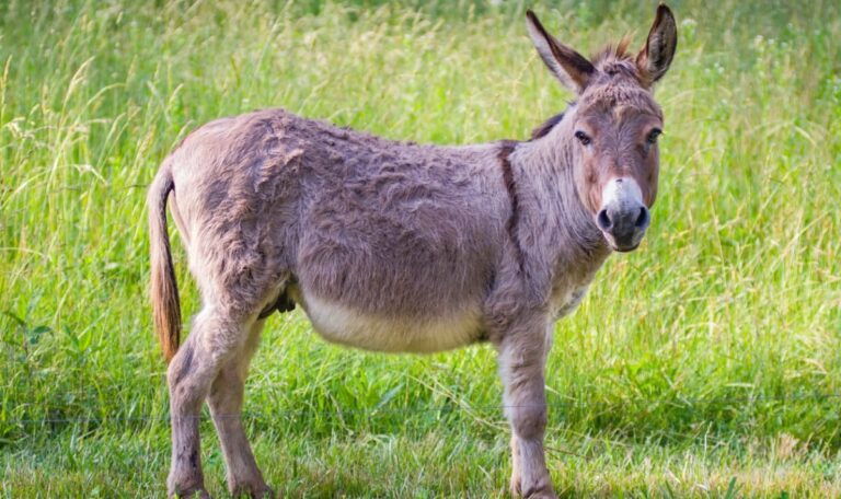 Beim Gassigehen: Esel stürzt sich auf Hundebesitzerin