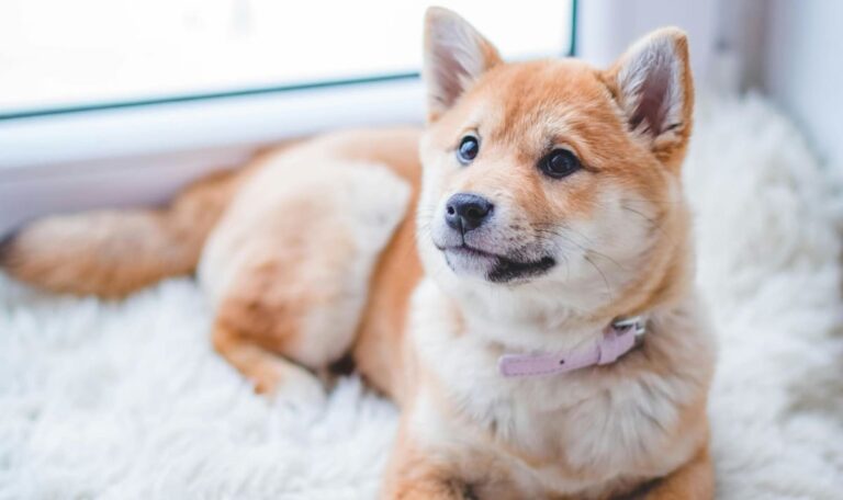 Schlaflose Vierbeiner: Was tun, wenn der Hund nachts zum Quälgeist wird?