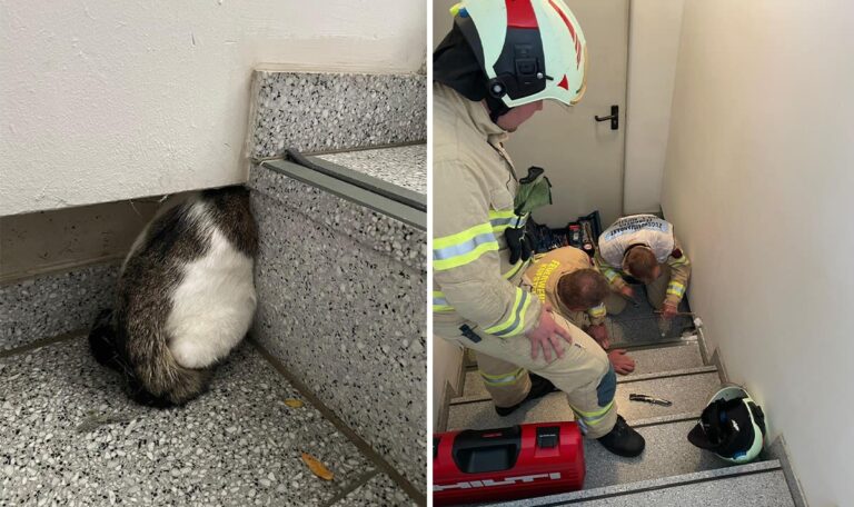 Tierischer Rettungseinsatz: Katze steckte mit Kopf in Wand fest (FOTOS)
