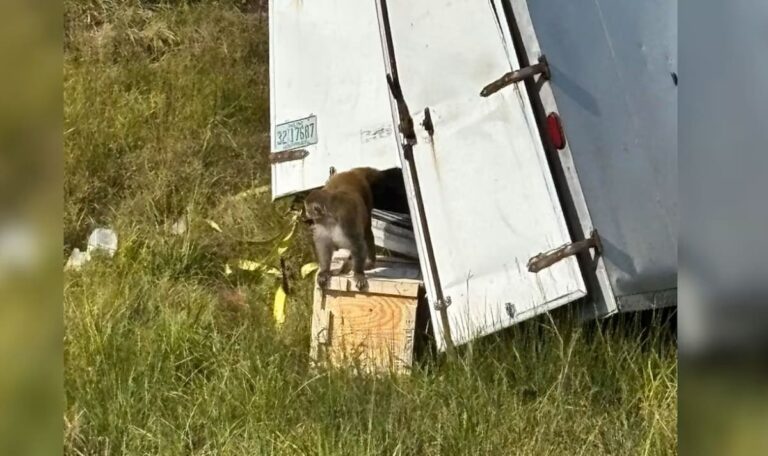 Alarm auf Autobahn: Gefährliche Labor-Affen nach Unfall entkommen (VIDEOS)