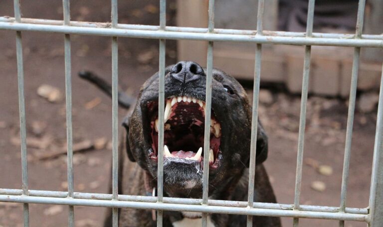 Betrunkener lässt Pitbull frei: Frau schwer verletzt