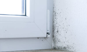 Schimmel in der Wohnung: Wann falsches Lüften wirklich schuld ist