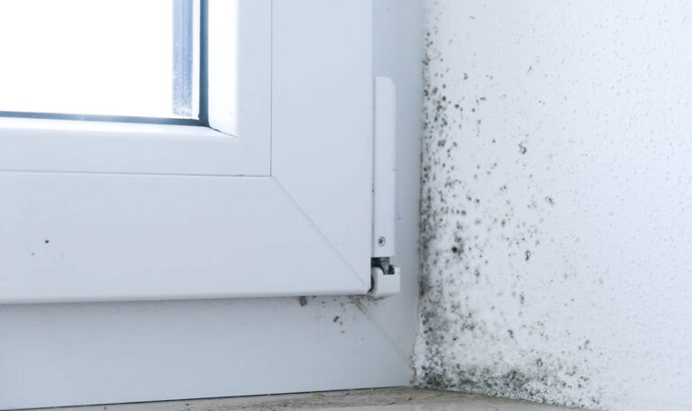 Schimmel in der Wohnung: Wann falsches Lüften wirklich schuld ist