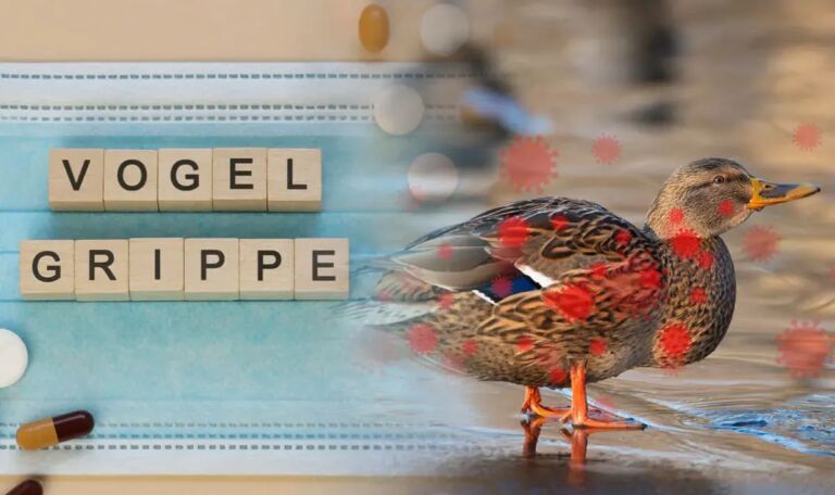 Vogelgrippe-Alarm: So schützt sich Österreich!