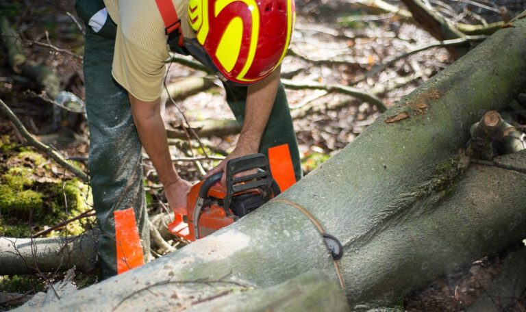 Waldarbeiter gefangen: Hand zwischen Motorsäge und Baum eingeklemmt