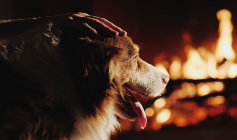 Feuerwehr rettet drei Hunde aus Flammenhölle