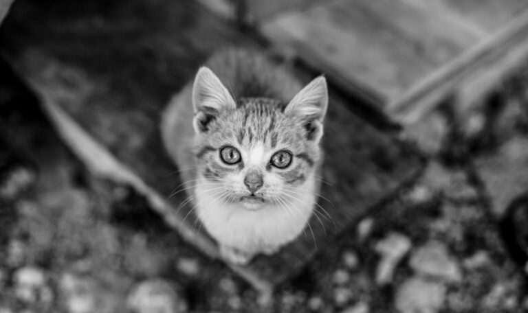 Melker Katzen-Mysterium: 30 Tiere spurlos verschwunden