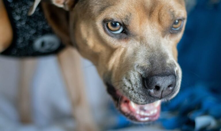 Erneuter Vorfall in kurzer Zeit: Aggressiver Pitbull attackierte 3 Menschen