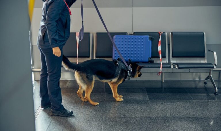 Erneuter Drogen-Fang in Schwechat: Mann transportierte Cannabis im Wert von 250.000 Euro