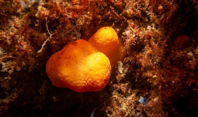 Tiefsee-Wunder: 30 neue Arten in gigantischem Korallenriff entdeckt
