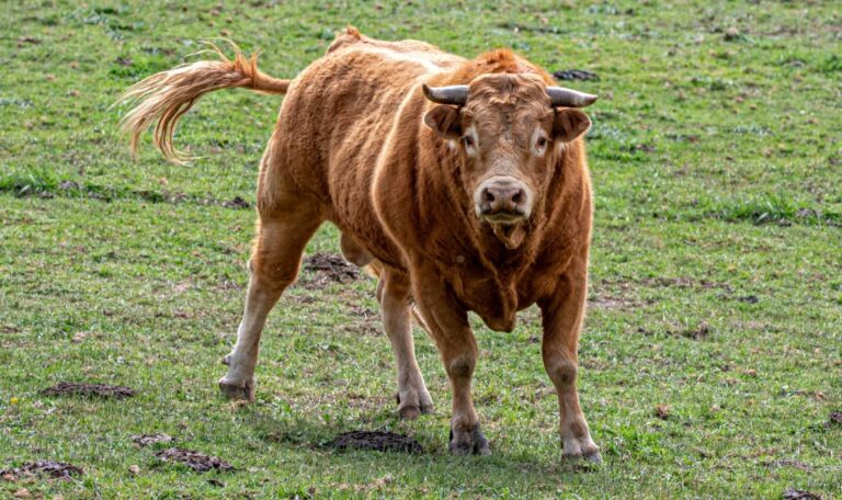 Bauer (63) von Stier getötet – Bruder findet Opfer