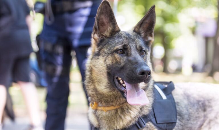 Hubschrauber, Hunde, Hüpfburgen: Wiens größte Blaulicht-Show startet