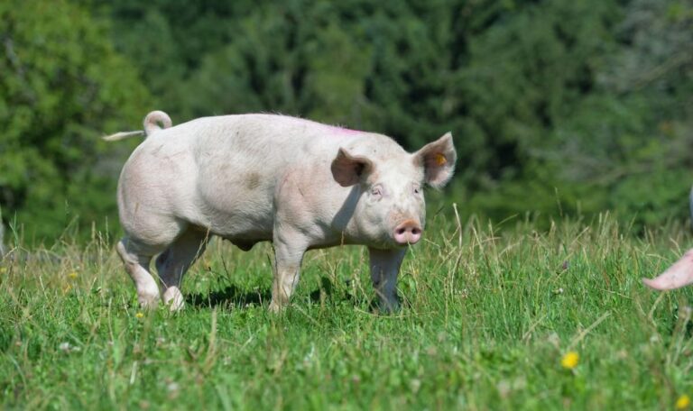 Tierisches Chaos: Mödlinger Feuerwehr wird zum Schweine-Retter