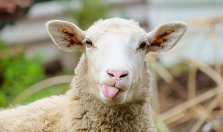 Gefährliches Virus auf dem Vormarsch – Tödliche Tierseuche