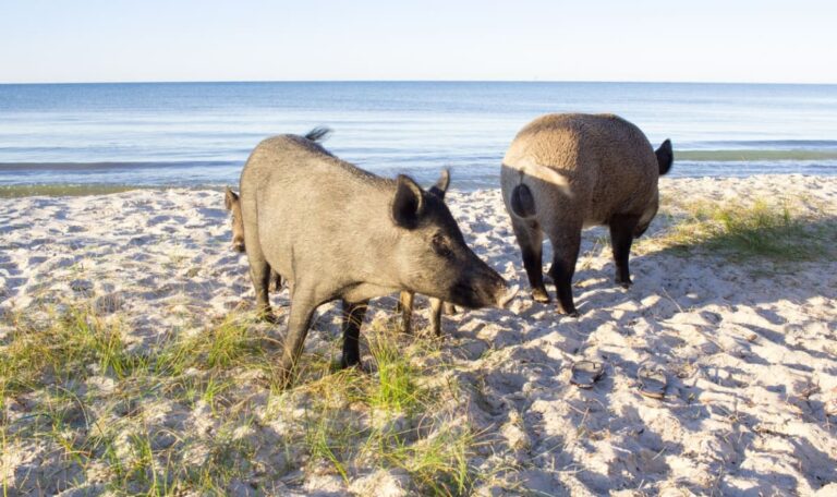 Schwimmende Eindringlinge: Wildschweine erobern Kroatiens Strände