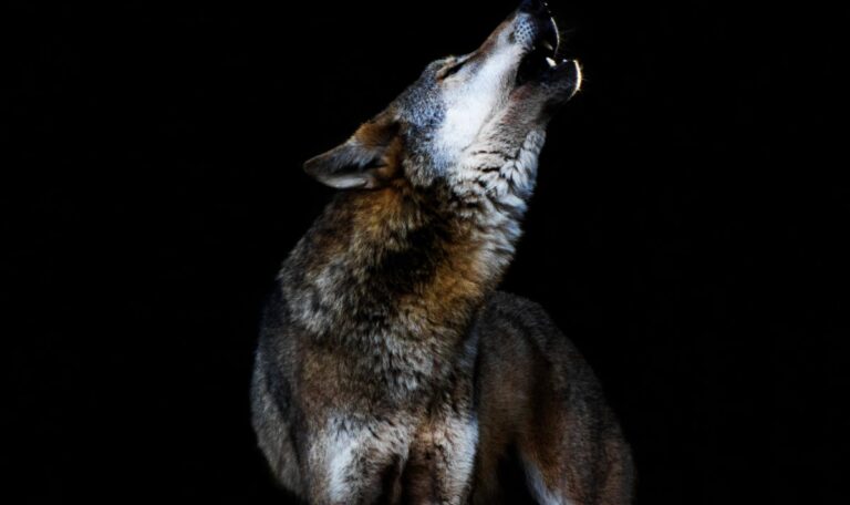 Wolfsstunde: Warum Ihr Körper Sie um 3 Uhr aus dem Schlaf reißt