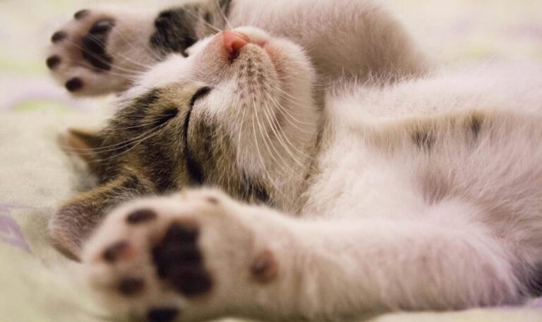 Zehn Stunden Dauerlärm: Katze löst Großeinsatz in Mehrfamilienhaus aus