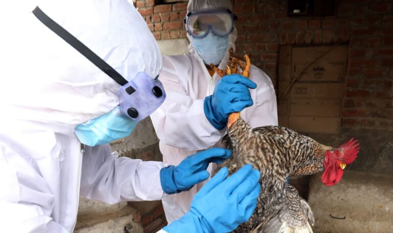 Vogelgrippe fordert erstes Menschenopfer – Österreich in Alarmbereitschaft