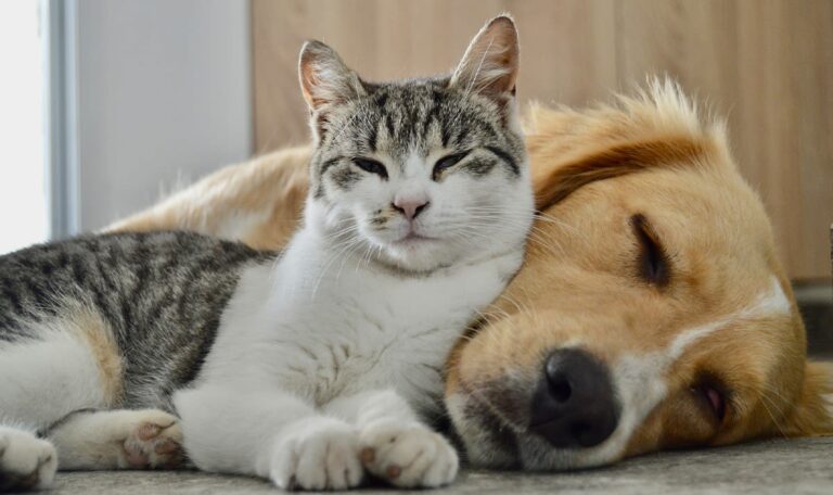 Neues EU-Gesetz: Diese Kosten kommen auf Hunde- und Katzenbesitzer zu