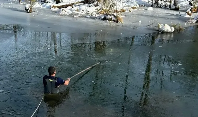 Hilflose auf spiegelglattem Eis – Feuerwehr brachte Schwan in Sicherheit