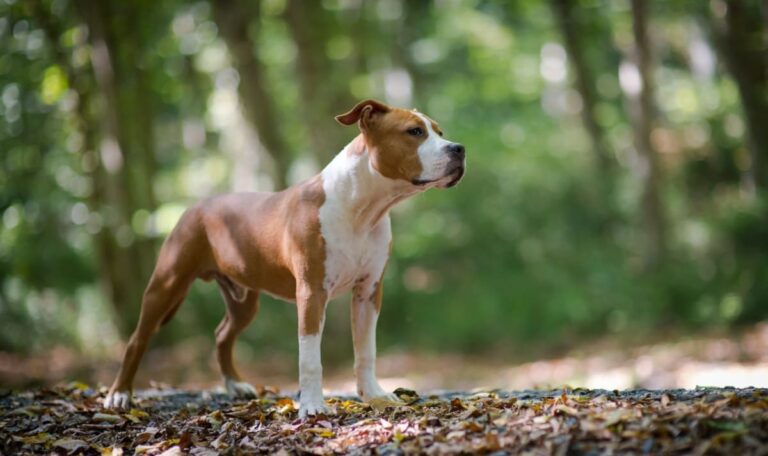Joggerin totgebissen: Gericht lehnt Rettung der Hunde ab – Einschläferung
