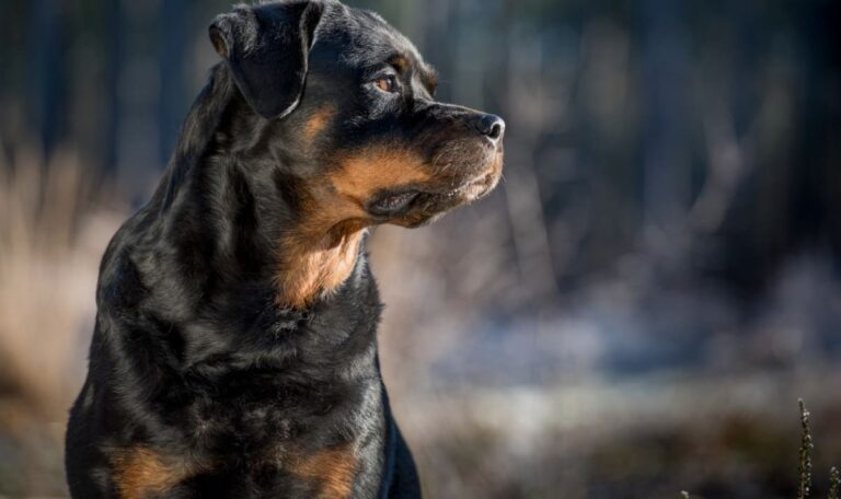 Ohne Maulkorb: Rottweiler beißt 10 Monate altes Baby – Hubschrauber-Einsatz