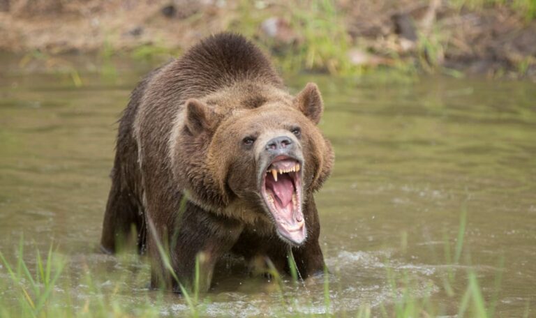 Horror-Wanderung: Grizzly-Attacke auf Schulkinder