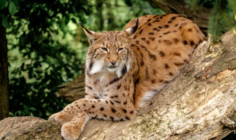 Österreichs Raubkatze vor dem Aussterben