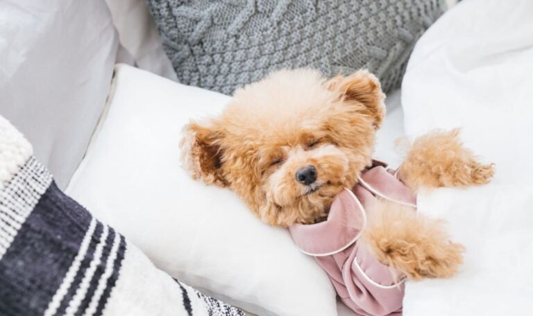 Hund schießt mit Waffe auf Besitzer
