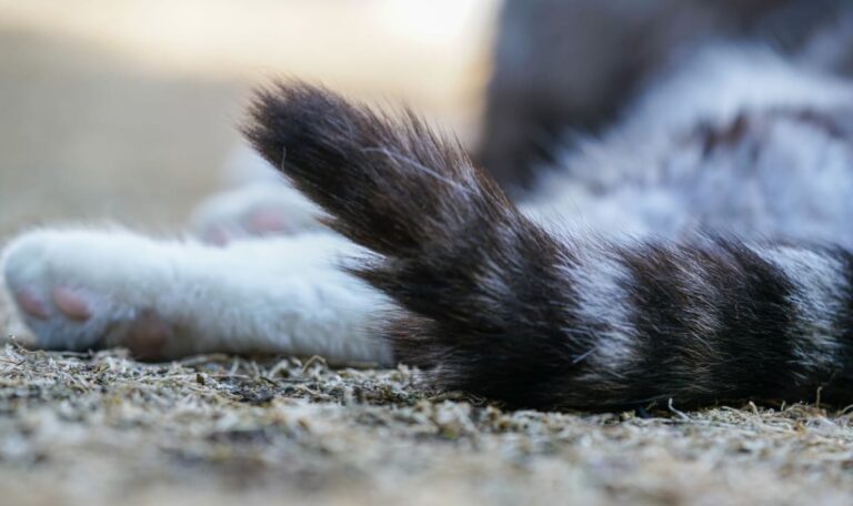 Grausamer Fund in Tirol: Tote Katzen in Müllsäcken entsorgt
